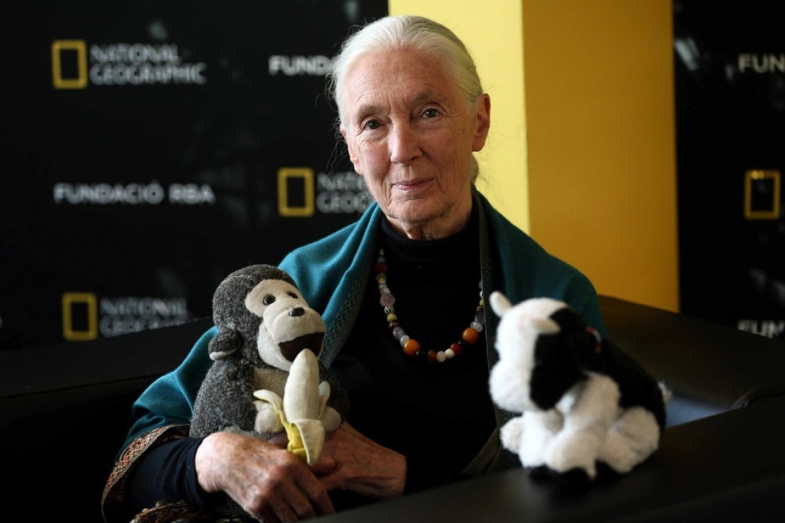 Leonardo DiCaprio se je poslovil od Jane Goodall z ganljivim poklonom